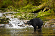 GREAT BEAR RAINFOREST - COASTAL BRITISH COLUMBIA